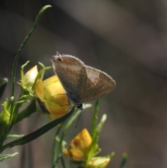 Lampides boeticus (Long-tailed Pea-blue) at Gungahlin, ACT - 30 Sep 2023 by RAllen