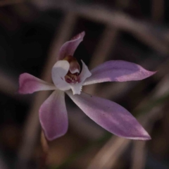 Caladenia fuscata (Dusky Fingers) at Bruce Ridge to Gossan Hill - 1 Oct 2023 by ConBoekel