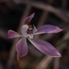 Caladenia fuscata (Dusky Fingers) at Bruce, ACT - 30 Sep 2023 by ConBoekel