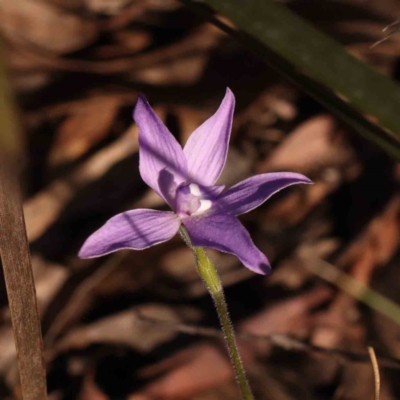 Glossodia major (Wax Lip Orchid) at Bruce, ACT - 1 Oct 2023 by ConBoekel