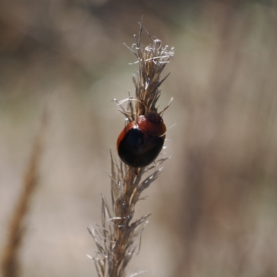 Dicranosterna immaculata (Acacia leaf beetle) at Goorooyarroo NR (ACT) - 30 Sep 2023 by RAllen