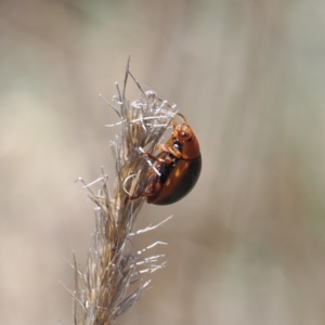 Dicranosterna immaculata at Gungahlin, ACT - 30 Sep 2023