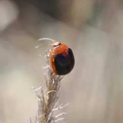 Dicranosterna immaculata at Gungahlin, ACT - 30 Sep 2023