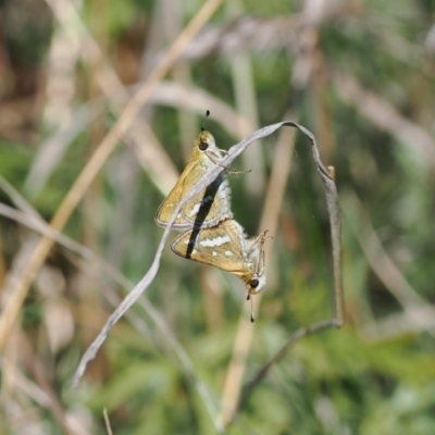 Taractrocera papyria (White-banded Grass-dart) at Goorooyarroo NR (ACT) - 30 Sep 2023 by RAllen