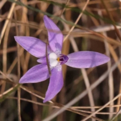 Glossodia major (Wax Lip Orchid) at Bruce, ACT - 1 Oct 2023 by ConBoekel