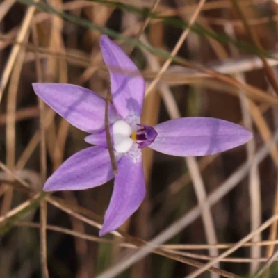 Glossodia major (Wax Lip Orchid) at Bruce, ACT - 30 Sep 2023 by ConBoekel