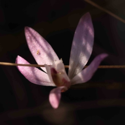 Caladenia fuscata (Dusky Fingers) at Bruce, ACT - 30 Sep 2023 by ConBoekel