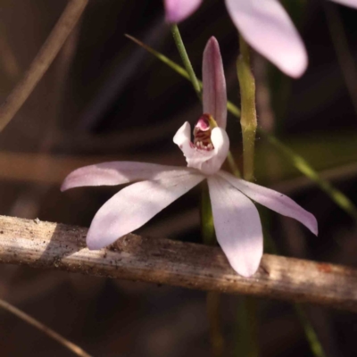 Caladenia fuscata (Dusky Fingers) at Bruce Ridge to Gossan Hill - 1 Oct 2023 by ConBoekel