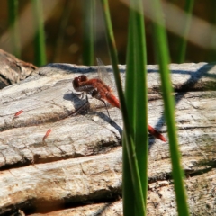 Diplacodes bipunctata (Wandering Percher) at Kama - 1 Oct 2023 by NathanaelC