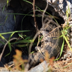 Tiliqua scincoides scincoides (Eastern Blue-tongue) at Molonglo River Reserve - 1 Oct 2023 by NathanaelC