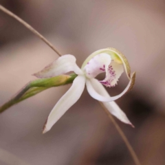 Caladenia moschata (Musky Caps) at Bruce, ACT - 1 Oct 2023 by ConBoekel