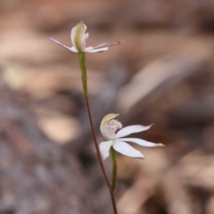 Caladenia moschata at Bruce, ACT - suppressed