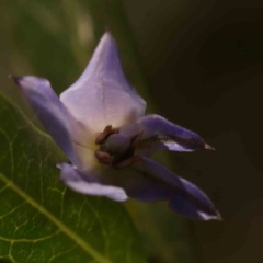 Billardiera heterophylla (Western Australian Bluebell Creeper) at Bruce, ACT - 1 Oct 2023 by ConBoekel