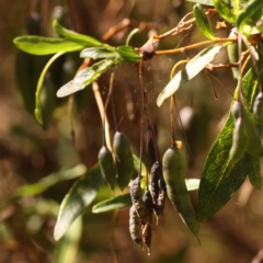 Billardiera heterophylla at Bruce, ACT - 1 Oct 2023 10:22 AM