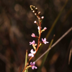 Stylidium sp. (Trigger Plant) at Bruce, ACT - 30 Sep 2023 by ConBoekel