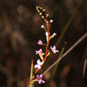 Stylidium sp. at Bruce, ACT - 1 Oct 2023