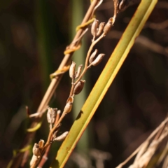 Stylidium sp. at Bruce, ACT - 1 Oct 2023