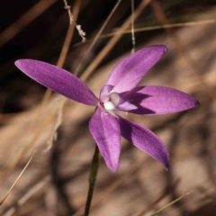 Glossodia major (Wax Lip Orchid) at Bruce Ridge to Gossan Hill - 1 Oct 2023 by ConBoekel