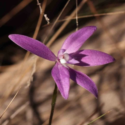 Glossodia major (Wax Lip Orchid) at Bruce, ACT - 1 Oct 2023 by ConBoekel