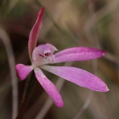 Caladenia fuscata (Dusky Fingers) at Bruce Ridge to Gossan Hill - 1 Oct 2023 by ConBoekel
