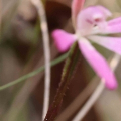 Caladenia fuscata at Bruce, ACT - 1 Oct 2023