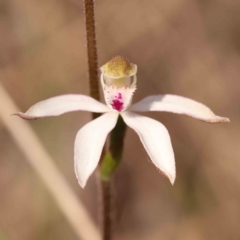 Caladenia moschata (Musky Caps) at Bruce, ACT - 1 Oct 2023 by ConBoekel