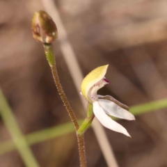 Caladenia moschata at Bruce, ACT - 1 Oct 2023