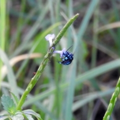 Thyreus sp. (genus) (Cuckoo bee) at Avoca, QLD - 30 Apr 2023 by Gaylesp8