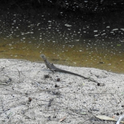Unidentified Monitor or Gecko at Avoca, QLD - 30 Apr 2023 by Gaylesp8