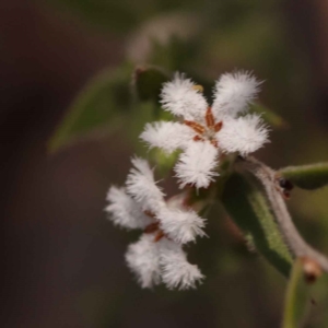 Leucopogon virgatus at Bruce, ACT - 1 Oct 2023