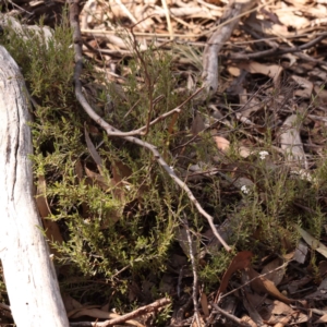 Leucopogon virgatus at Bruce, ACT - 1 Oct 2023