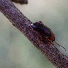 Arsipoda laeviceps at Murrumbateman, NSW - 1 Oct 2023