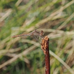 Diplacodes bipunctata (Wandering Percher) at Goorooyarroo NR (ACT) - 30 Sep 2023 by RAllen