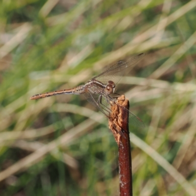 Diplacodes bipunctata (Wandering Percher) at Kenny, ACT - 30 Sep 2023 by RAllen