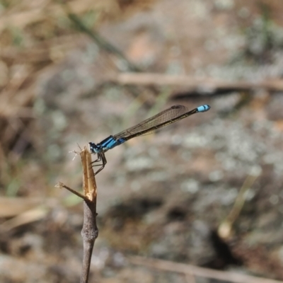 Ischnura heterosticta (Common Bluetail Damselfly) at Goorooyarroo NR (ACT) - 30 Sep 2023 by RAllen