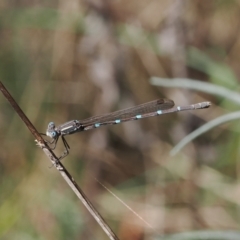 Austrolestes leda (Wandering Ringtail) at Goorooyarroo NR (ACT) - 30 Sep 2023 by RAllen