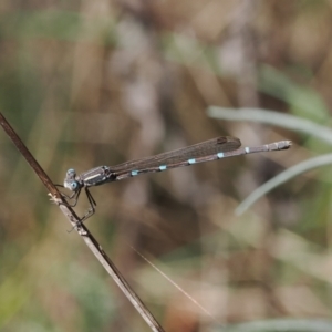 Austrolestes leda at Goorooyarroo NR (ACT) - 30 Sep 2023 01:16 PM