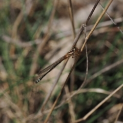 Xanthagrion erythroneurum (Red & Blue Damsel) at Goorooyarroo NR (ACT) - 30 Sep 2023 by RAllen