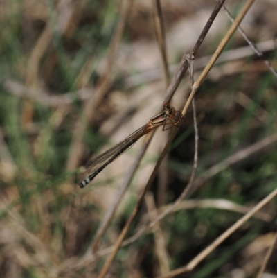 Xanthagrion erythroneurum (Red & Blue Damsel) at Gungahlin, ACT - 30 Sep 2023 by RAllen