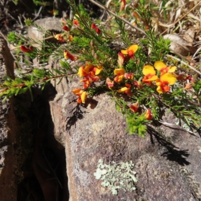 Dillwynia prostrata (Matted Parrot-pea) at Berlang, NSW - 1 Oct 2023 by MatthewFrawley