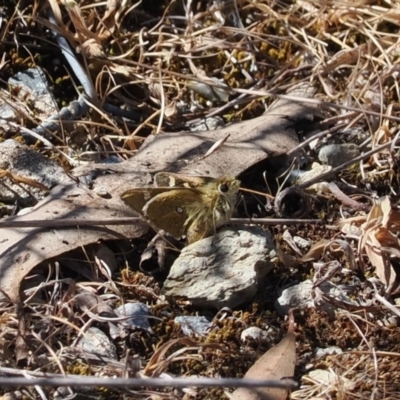 Trapezites luteus (Yellow Ochre, Rare White-spot Skipper) at Gungahlin, ACT - 30 Sep 2023 by RAllen