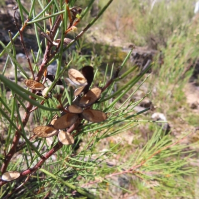 Hakea microcarpa (Small-fruit Hakea) at Berlang, NSW - 1 Oct 2023 by MatthewFrawley