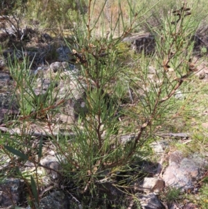 Hakea microcarpa at Berlang, NSW - 1 Oct 2023