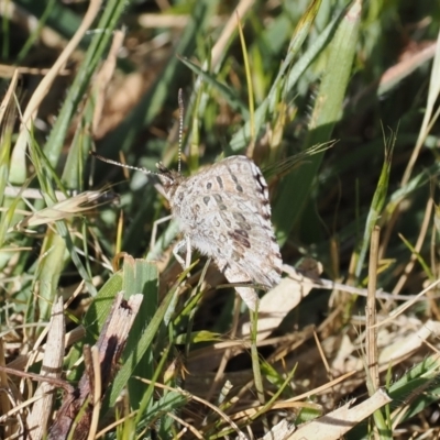 Lucia limbaria (Chequered Copper) at Gungahlin, ACT - 30 Sep 2023 by RAllen