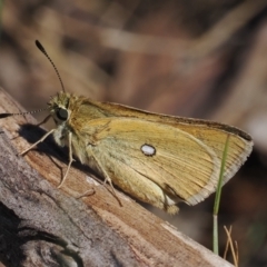 Trapezites luteus (Yellow Ochre, Rare White-spot Skipper) at Goorooyarroo NR (ACT) - 30 Sep 2023 by RAllen