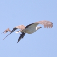 Icthyophaga leucogaster at Ormiston, QLD - 30 Sep 2023 11:08 AM
