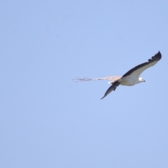 Philemon citreogularis (Little Friarbird) at Ormiston, QLD - 30 Sep 2023 by TimL