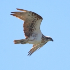Pandion haliaetus at Cleveland, QLD - suppressed