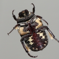 Glycyphana stolata (Brown Flower Beetle) at Wellington Point, QLD - 28 Sep 2023 by TimL