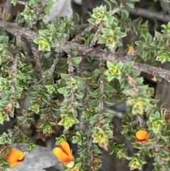 Pultenaea procumbens (Bush Pea) at Canberra Central, ACT - 1 Oct 2023 by JimL